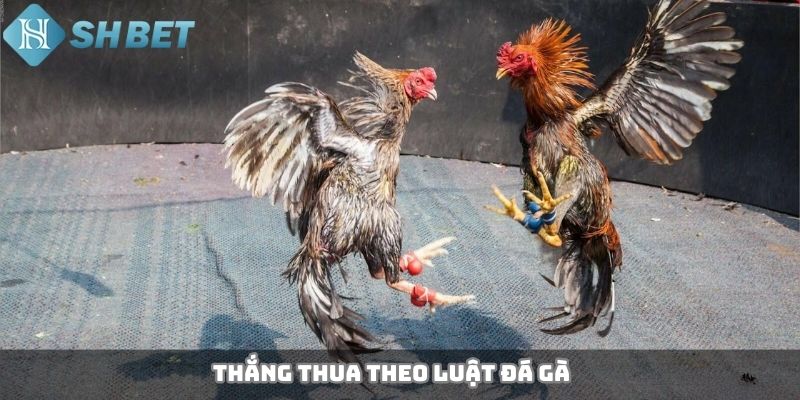 luật đá gà